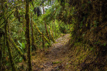 Obraz premium Selva Peruana