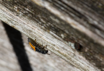 ladybird larvee