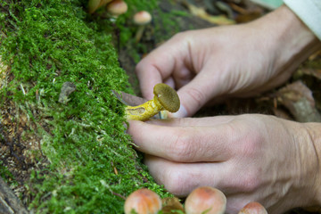Naklejka na ściany i meble mushroom picking season,Picking mushrooms in the forest