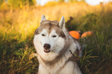 Close-up Portrait of funny dog breed siberian husky with happy smile lying next to a pumpkin for Halloween