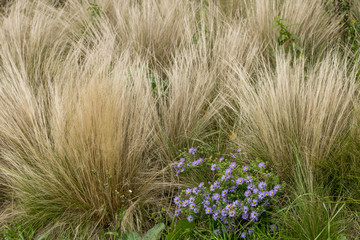 Aster x frikartii 'Mnch' - English Autumn