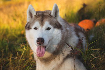 Close-up Portrait of gorgeous siberian husky dog on the bright forest background lying next to a pumpkin for Halloween