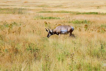 Antelope in the field