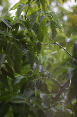 raindrops on wet branches and leaves in the sun