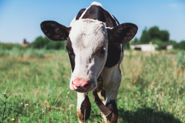 Head of white cow with black ears