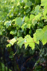 Weinrebenblätter im Weinberg mit Regentropfen und blauen Trauben im Hintergrund