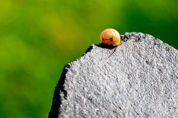 Schnecke auf Stein