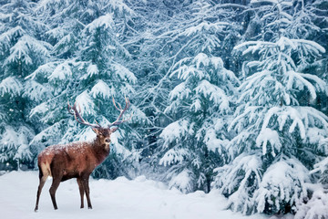 Beautiful Deer male with big horns in the winter snowy forest. Winter natural background. Christmas...