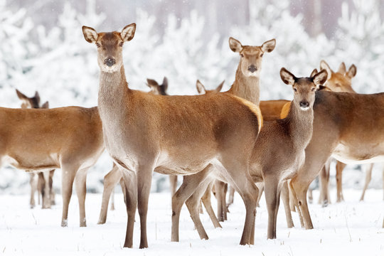 Group of beautiful female deer on the background of a snowy winter forest. Artistic Christmas winter image.