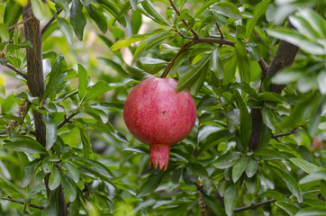 Red grenade fruit
