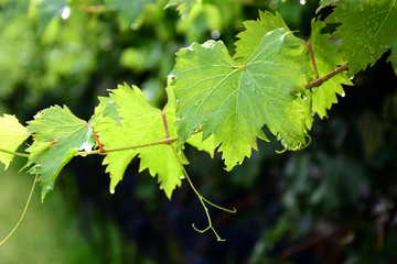 Weinrebenblätter mit Regentropfen im Sonnenlicht