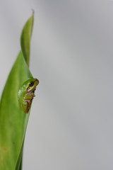Tree Frog