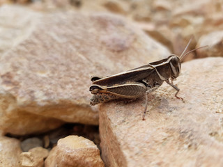 Cavalletta
