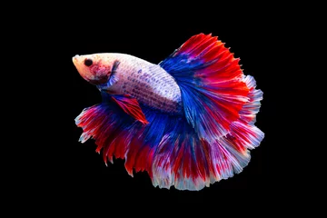 Gordijnen The moving moment beautiful of siamese betta fish or splendens fighting fish in thailand on black background. Thailand called Pla-kad or half moon fish. © Soonthorn