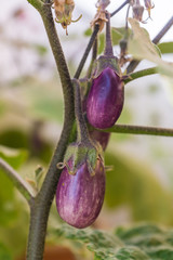 Shiny organic purple eggplants of dwarf heirloom variety Slim Jim from Italy, edible fruits of Aubergine plant growing in a pot on balcony as a part of urban gardening project on a sunny summer