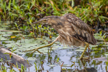 American Bittern stalking prey in a pond at Steigerwald National Wildlife Refuge.