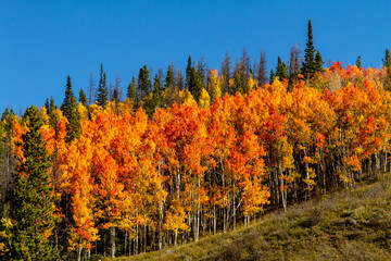 Fall in Steamboat Springs Colorado