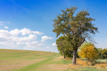Ackerfläche mit Bäumen im Herbst