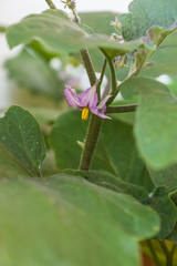 Flowers of organic purple eggplants of dwarf heirloom variety Slim Jim from Italy, edible fruits of Aubergine plant growing in a pot on balcony as a part of urban gardening project on a sunny summer