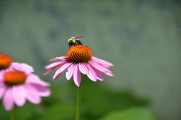 Bee on Flower