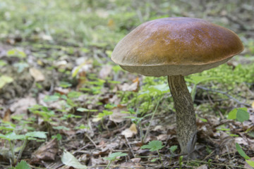 rough-stemmed bolete (Leccinum scabrum) growing alone in the forest