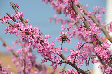 Cherry Blossom Bee