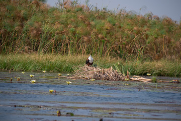 African Fish Eagle on the Okavango Delta, Botswana