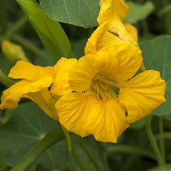 Tropaeolum . Les capucines, des fleurs grimpantes le long des palissades.