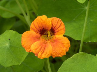 Tropaeolum . Les capucines, des fleurs grimpantes le long des palissades.