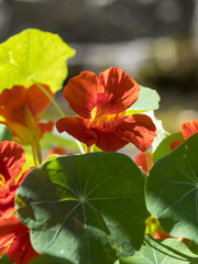 Tropaeolum . Les capucines, des fleurs grimpantes le long des palissades.