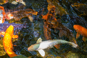 A shoal of Colorful Carps in Japanese Garden