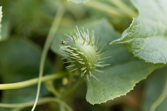 Exploiding cucumber (Cyclanthera brachystachya)