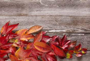 Naklejka na ściany i meble Autumn leafs