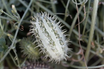 African wild cucumber (Cucumis africanus)