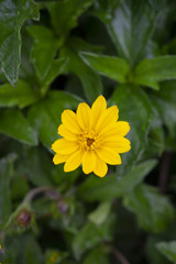 Flor amarilla rodeada de hojas