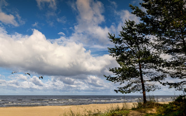 Fototapeta na wymiar Coastal landscape with pine trees and sand dunes, Baltic Sea