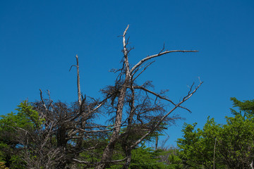 A tree buffeted by a gust of wind in Japan