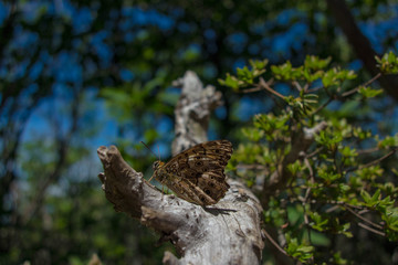 Neope niphonica in Japan