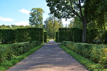 shady alley in a beautiful city Park between bushes, trees, hedges and evenly trimmed lawns with green grass on a Sunny summer day