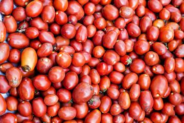 Harvested airyleaf tomatoes. Close-up shot of organic tomatoes