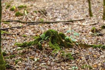 Im  Wald