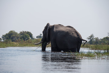 Elephants bathing in the Okavango Delta, Botswana
