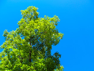 Green lush foliage of oak tree against blue sky background.