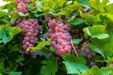 Wild wine which grow in bavaria with a great colorful light spot