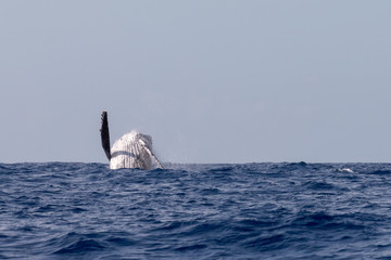 Fototapeta premium Baleine à bosse dans les eaux chaudes de l'océan Indien à la Réunion