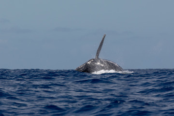 Fototapeta premium Baleine à bosse dans les eaux chaudes de l'océan Indien à la Réunion