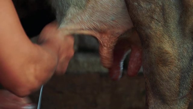 Detail of farmer milking by hand a cow, milk on a bucket. 4K