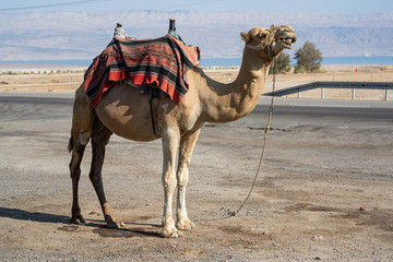 Camel on the streets of Israel tied on the ground