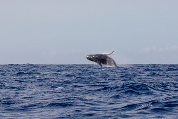 Fototapeta premium Baleine à bosse dans les eaux chaudes de l'océan Indien à la Réunion