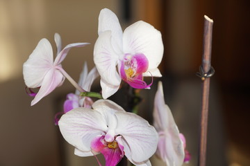 Weiß Lila Orchidee